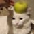 Delson 