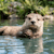 Otterlord