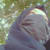 Quratulain N