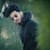Faizan K