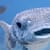 Gametesterfish