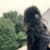 Parveen