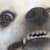 Adi P