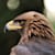 Aigle