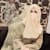 Shanza Shakeel