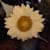 Shunflowers