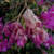 farah_nisar9699