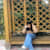 Rimsha T
