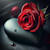 Rosa Blackheart