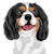 Pet'scartoon