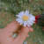 AlishaArif