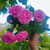 Shivani