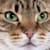 HiBattycat