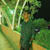Aman