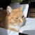 Orange Meowstro