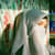 Meezab e Rehmat