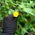 Adriba monii 