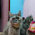 Siddika