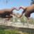 Biyaawais