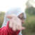 Haifaharis