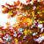 Leaf Studio