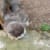 Minette