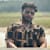 Hasib Raihan