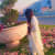 Yashfa A
