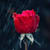imane
