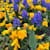 Iris R