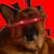 Dogo
