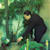 Armando T