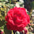 Ashrif H