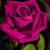 juwsaif