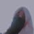 Alishba