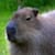 Capybara