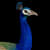 Atunmendy