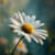 Mammu.daisy