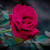 Ankush