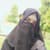 Saira