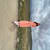 Aleezaq