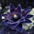 BlackLotus