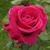 Rosiecorals