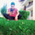 Lhkimux