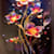 Mohammad Tanbir