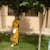 Mehvish Rubab