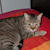 Matteo