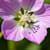 HAFSA