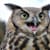 NieghtOwl