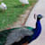 MANOJ R
